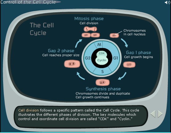 Control of the Cell Cycle: Preparing to Play