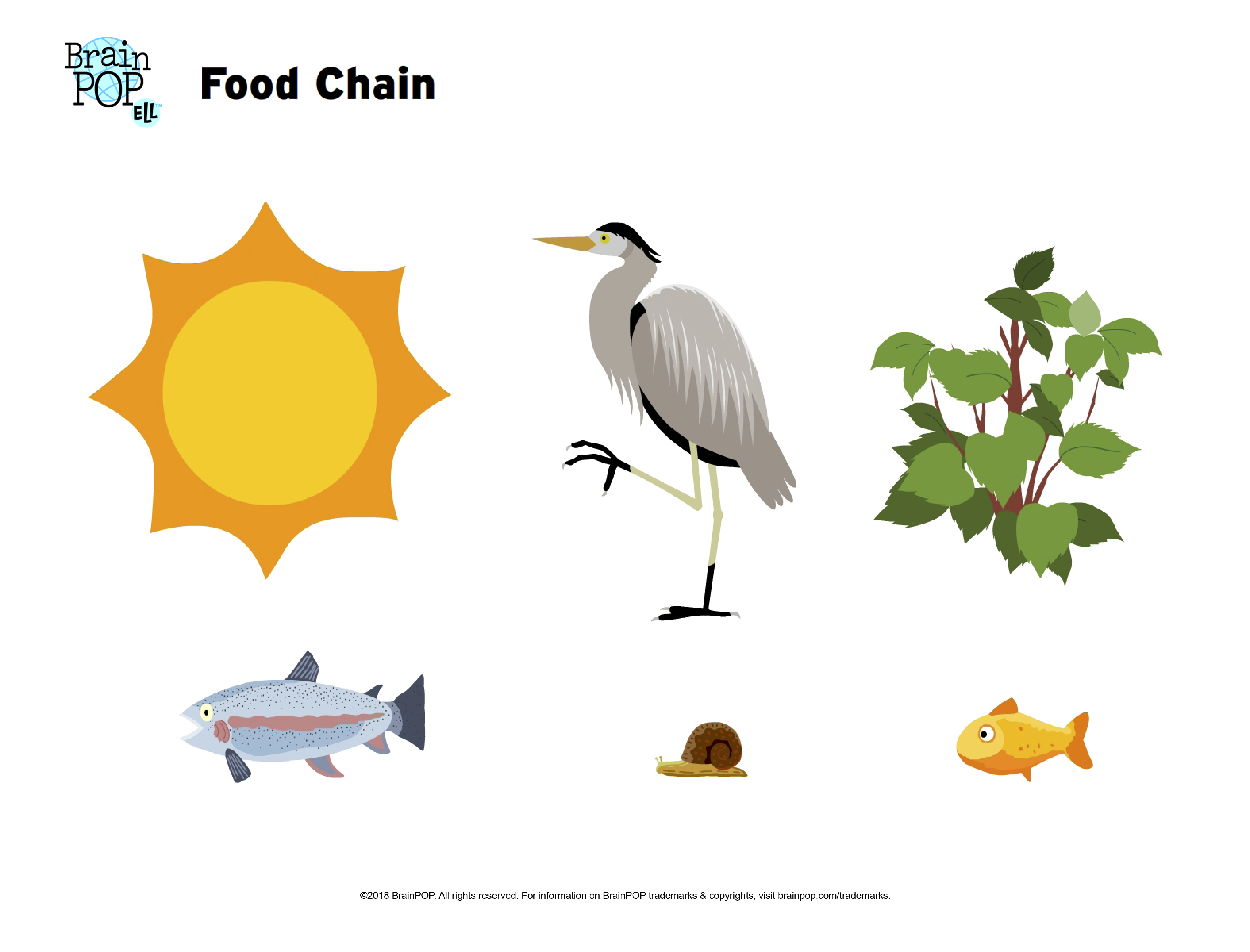 Food Chain Image