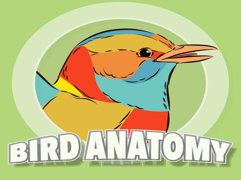 All About Bird Anatomy