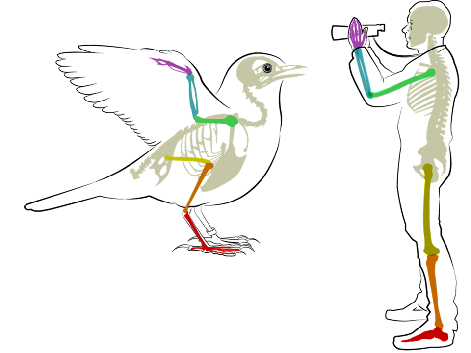 Human and Bird Anatomy