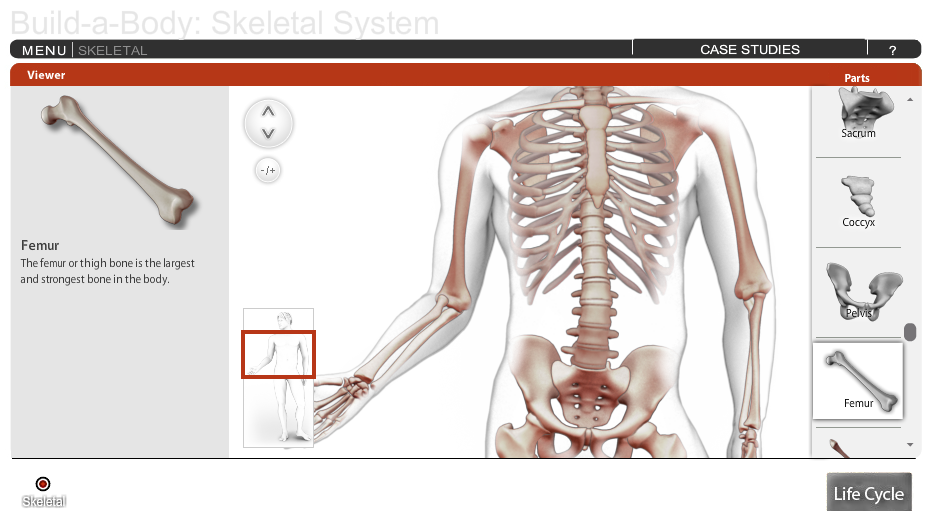 Build-A-Body: Skeletal System