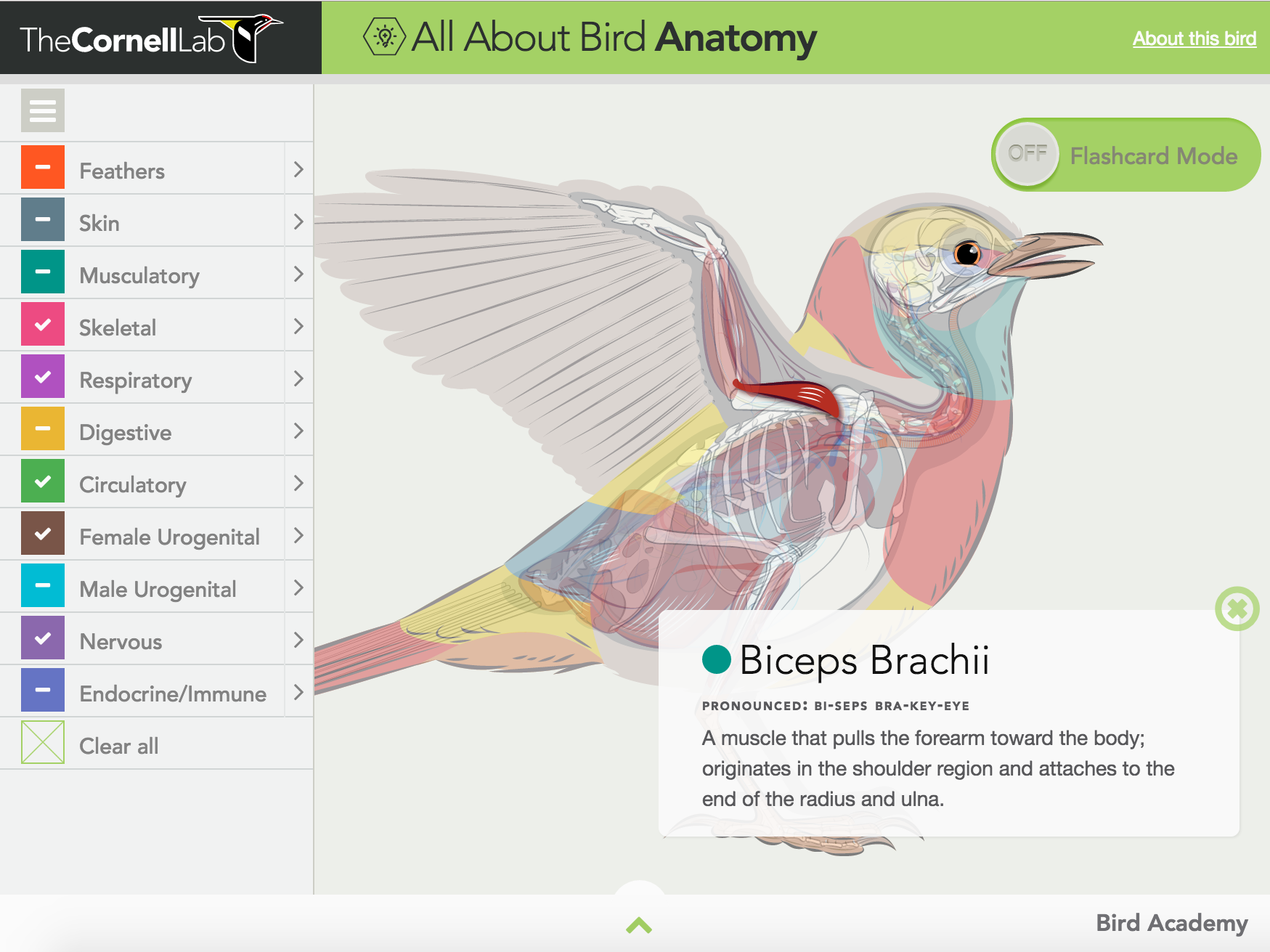 New on GameUp: All About Bird Anatomy