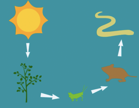 Food Chain Lesson Plan: Ecosystems: Interactions, Energy, and Dynamics ...